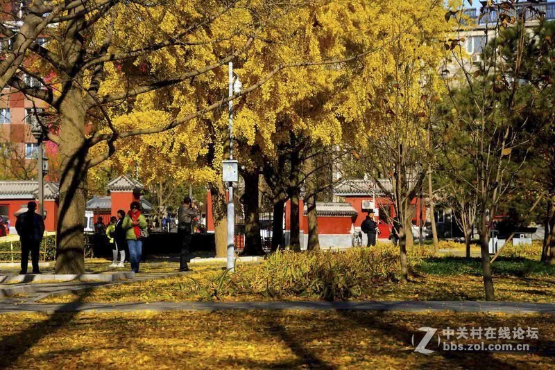 挽留深秋美景   北京推迟清扫落叶
