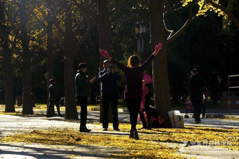 挽留深秋美景   北京推迟清扫落叶