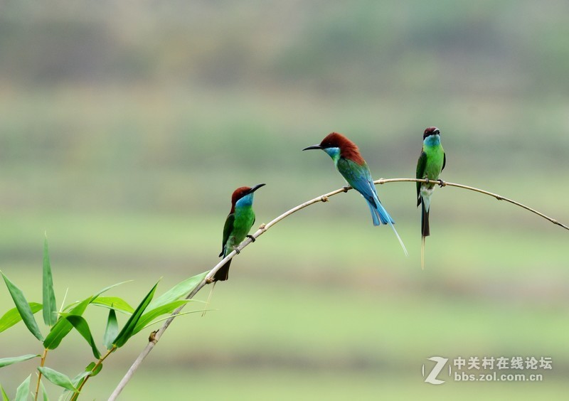 尤溪洋中 蓝喉蜂虎
