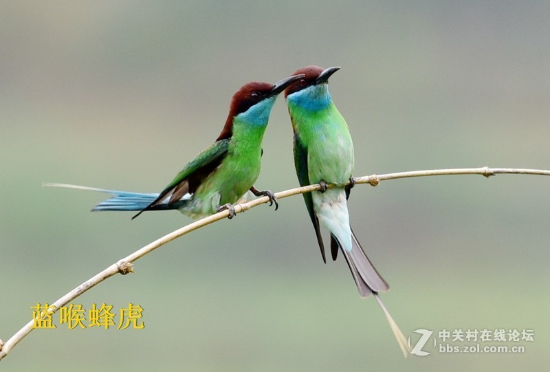 尤溪洋中 蓝喉蜂虎