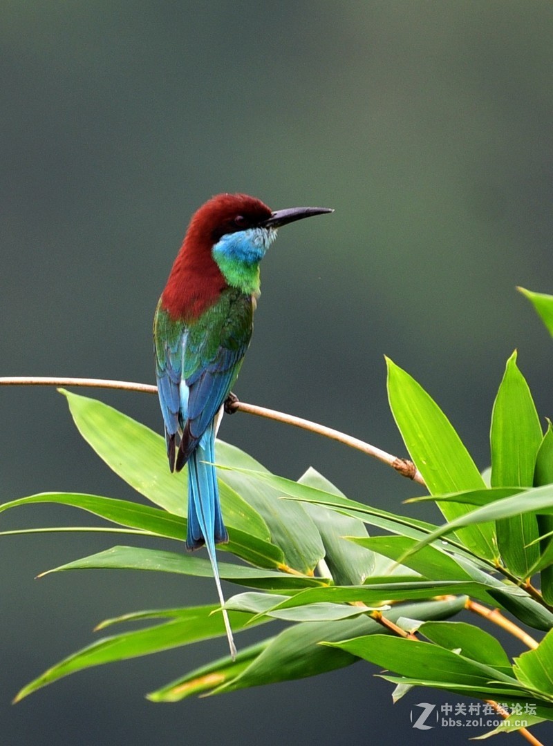 尤溪洋中 蓝喉蜂虎