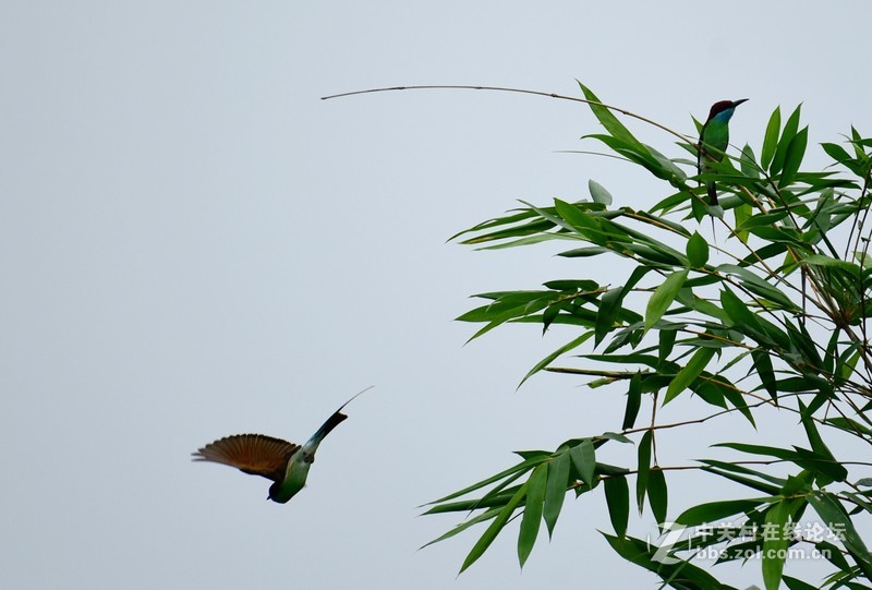 尤溪洋中 蓝喉蜂虎