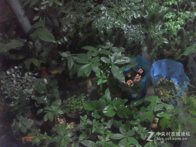 #ZOL国庆随手拍#夜市的花草鱼虫