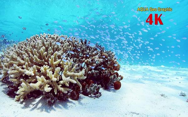 开博尔X5与荣耀PRO巅峰对决 多款智能电视盒子评测分享