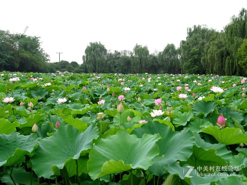 荷塘景色（三圣乡蜀仙园）