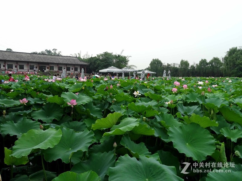 荷塘景色（三圣乡蜀仙园）