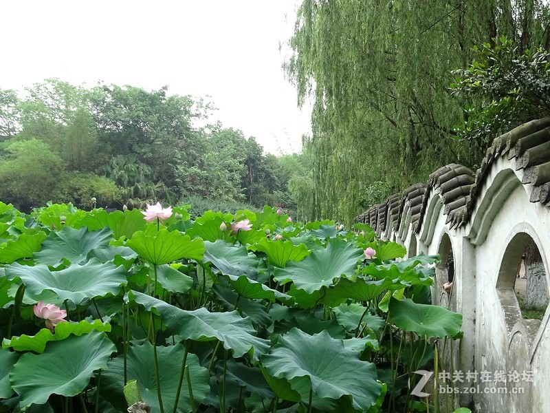 荷塘景色（三圣乡蜀仙园）