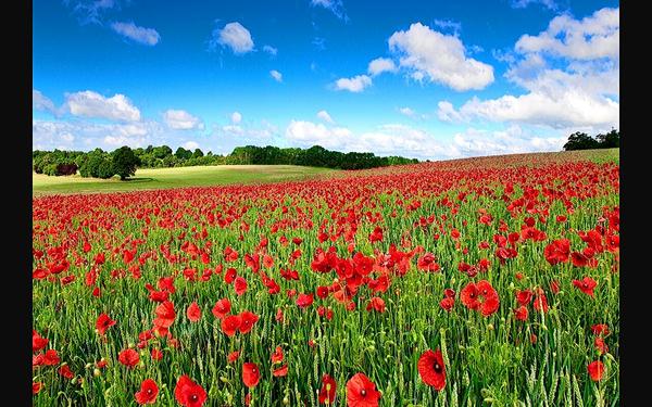 开博尔X5与荣耀PRO巅峰对决 多款智能电视盒子评测分享