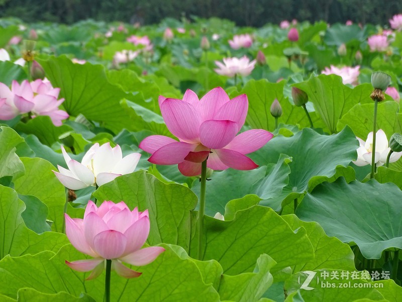 荷塘景色（三圣乡蜀仙园）