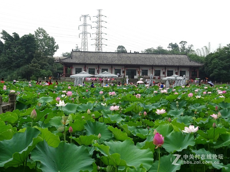 荷塘景色（三圣乡蜀仙园）