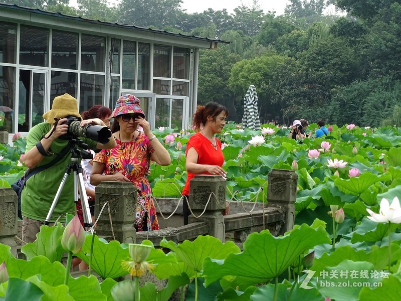 荷塘景色（三圣乡蜀仙园）