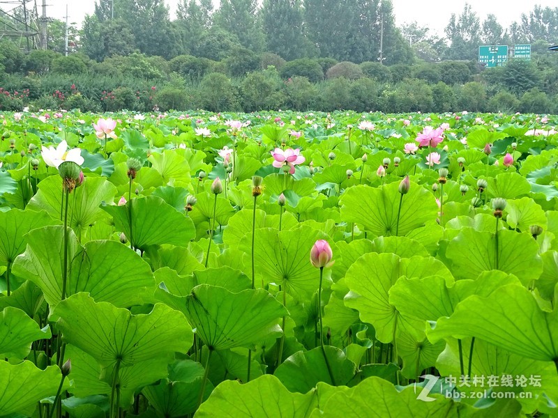 荷塘景色（三圣乡蜀仙园）