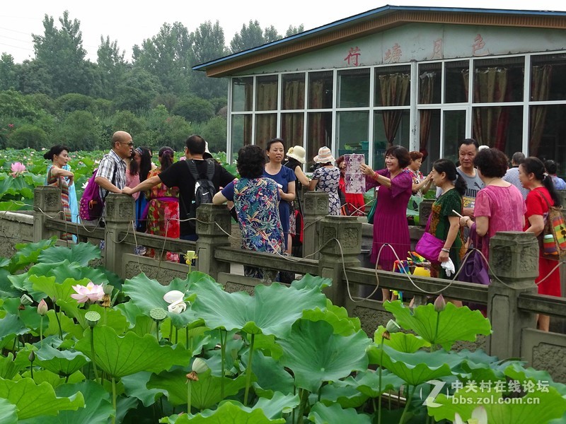 荷塘景色（三圣乡蜀仙园）