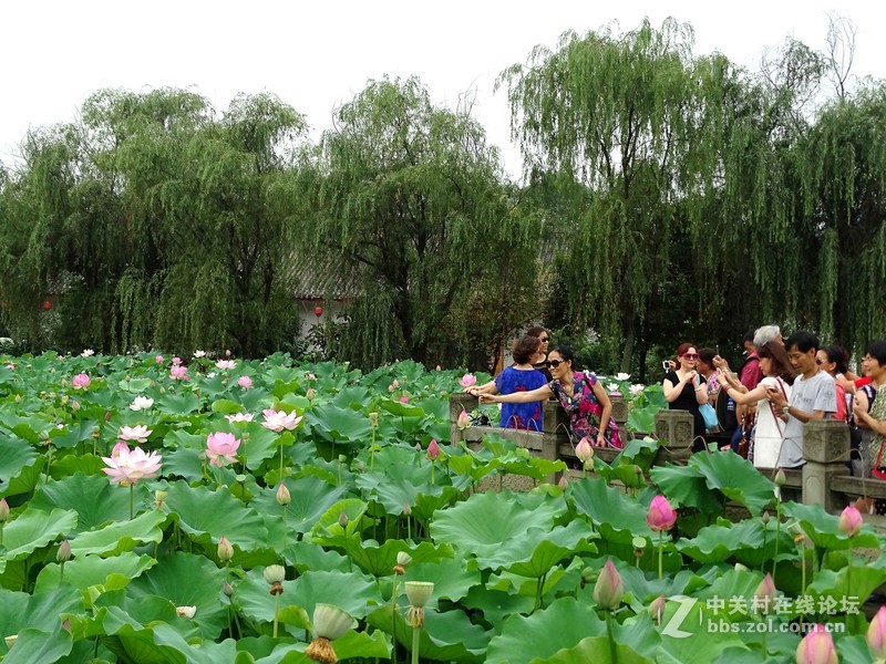 荷塘景色（三圣乡蜀仙园）