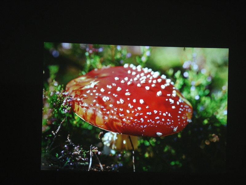 家用NEC NP-CD3100H投影机的实际图像测评效果图展示