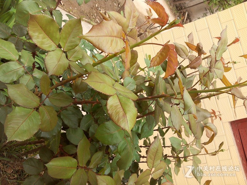 #不被遗忘#七彩虹 彩虹在线i103老人平板评测