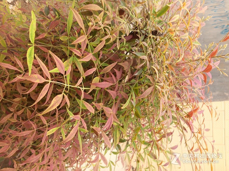 #不被遗忘#七彩虹 彩虹在线i103老人平板评测