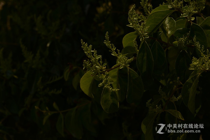 新入 ART 50mm F/1.4 几张随拍，见谅