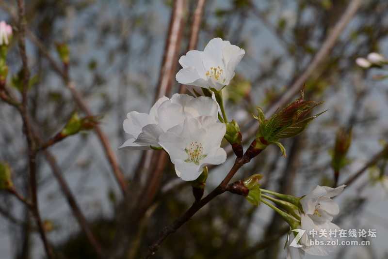 新入 ART 50mm F/1.4 几张随拍，见谅