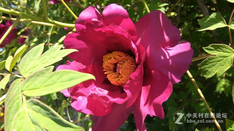 寺庙牡丹花盛开——摄于元宝山宝龙庵