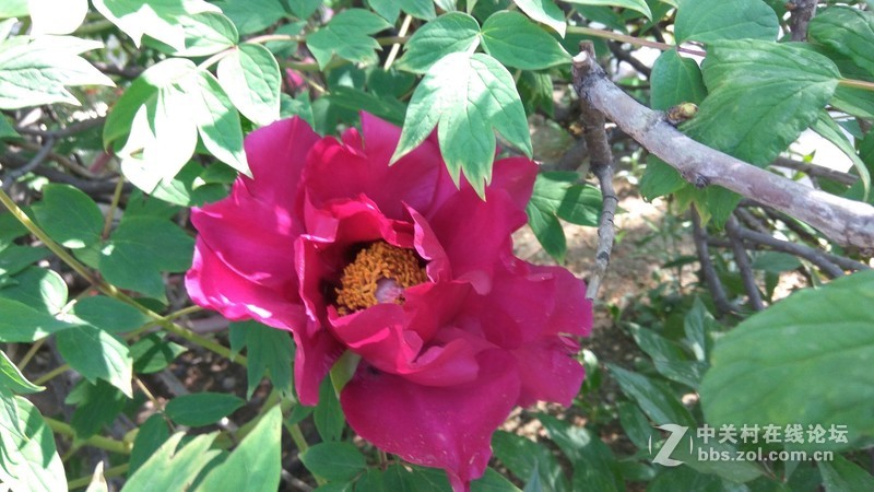 寺庙牡丹花盛开——摄于元宝山宝龙庵