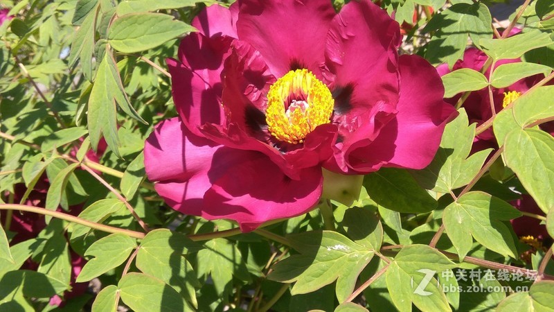 寺庙牡丹花盛开——摄于元宝山宝龙庵