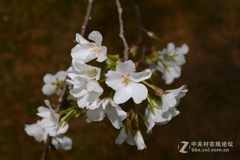 新入 ART 50mm F/1.4 几张随拍，见谅