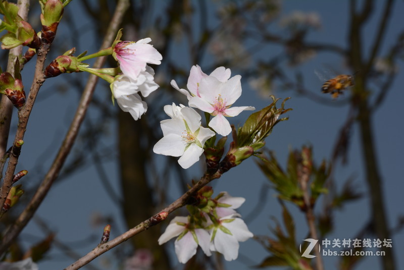 新入 ART 50mm F/1.4 几张随拍，见谅