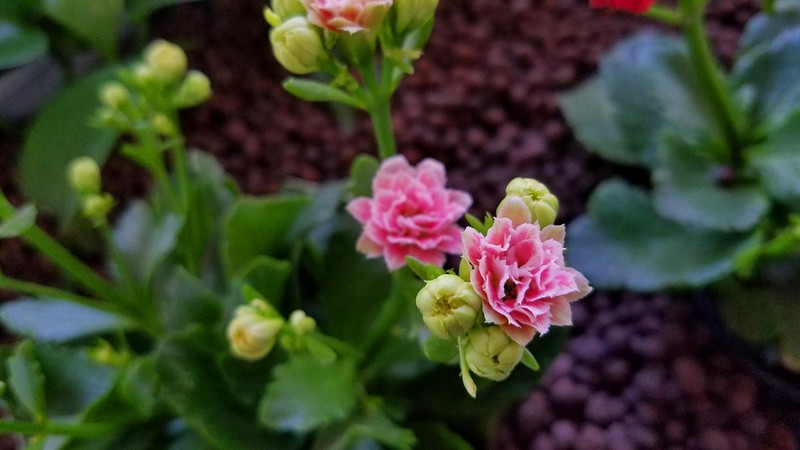 溢于“颜”表——HUAWEI G9青春版