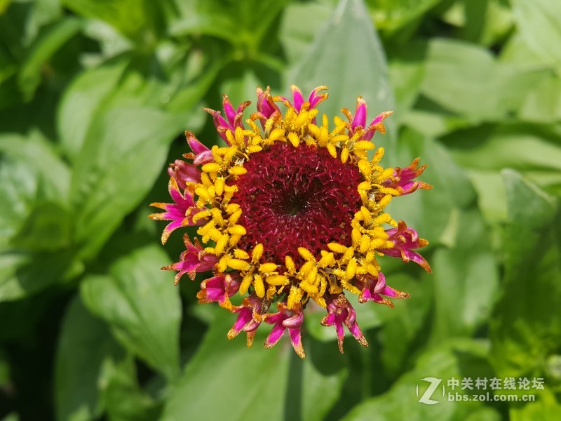 星空体育平台NOTE4 N910h 那些花朵（七）