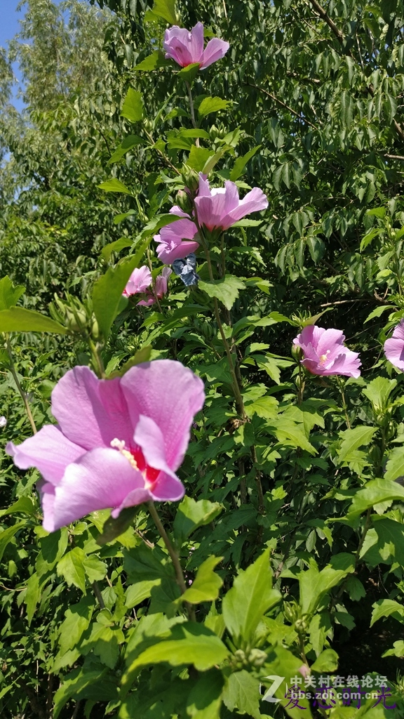 奥森公园High翻夏日一加手机3“暴走”大趴实录