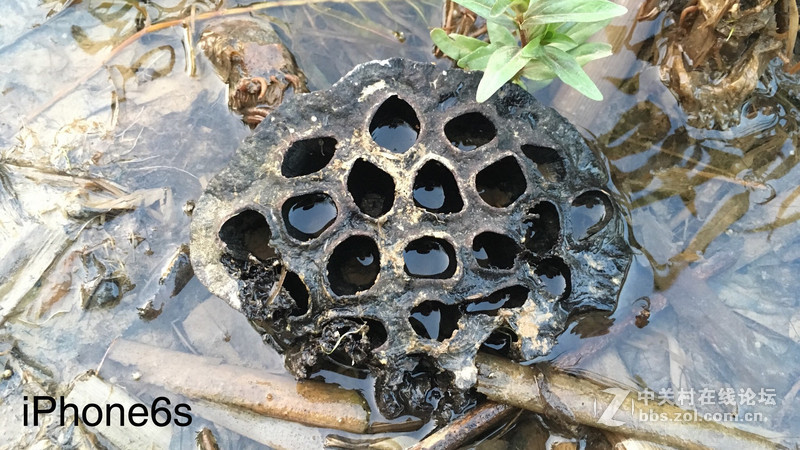 回归原始，你是否是一只披着假外壳的“狼”？——iPhone SE试玩评测