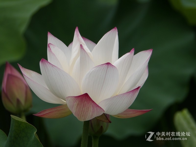 拍