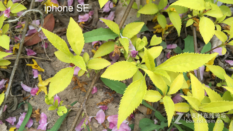 回归原始，你是否是一只披着假外壳的“狼”？——iPhone SE试玩评测