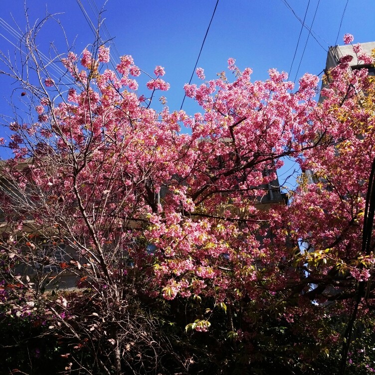 Pro6s银色开箱及实拍样张。