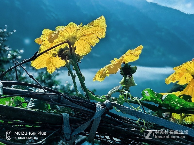 魅族16plus拍照媲美单反【12P高清】