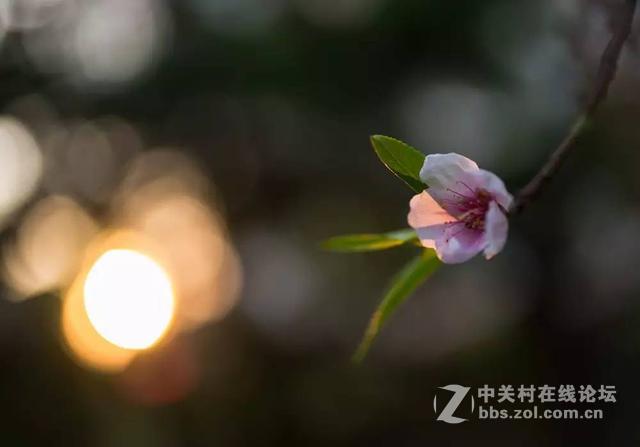 如奶油般化开的背景虚化