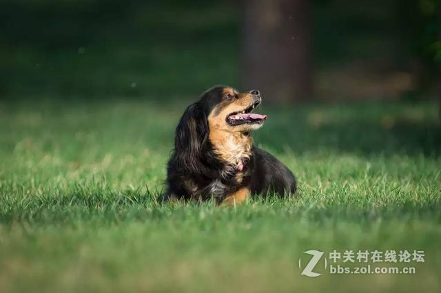 如奶油般化开的背景虚化