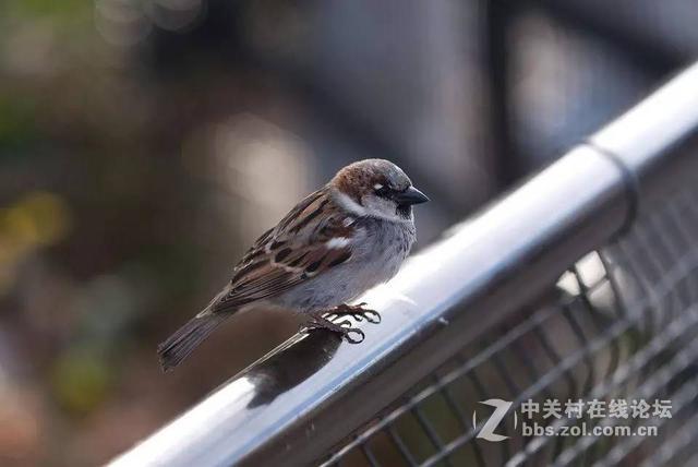 如奶油般化开的背景虚化