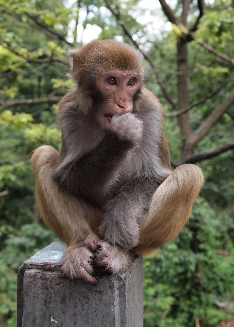 贵阳黔灵山猴子