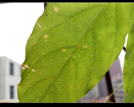 乐1评测之篇五：拍照体验和总结