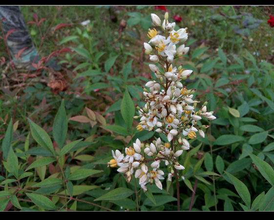 乐1评测之篇五：拍照体验和总结
