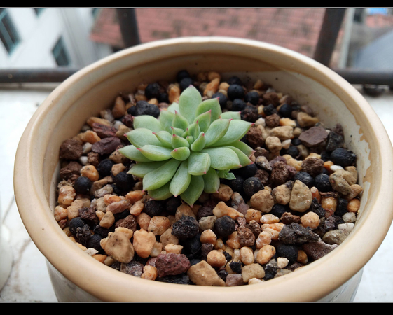 乐1评测之篇五：拍照体验和总结