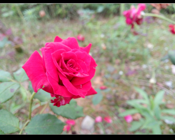 乐1评测之篇五：拍照体验和总结