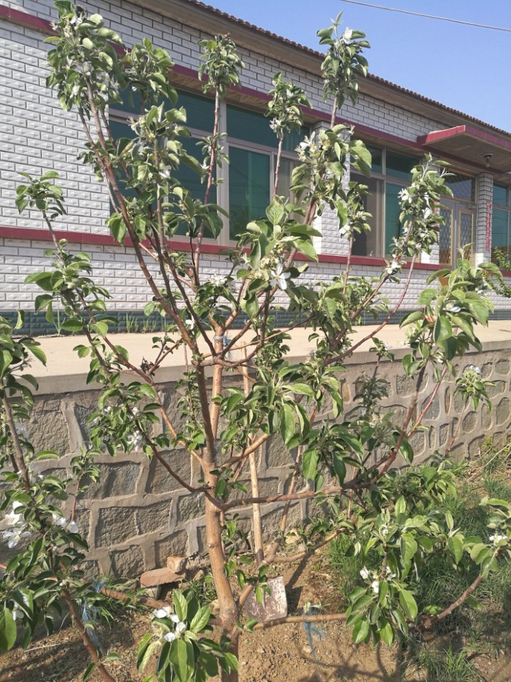 小8拍的