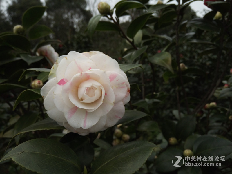 #够快才畅快# 德智体美全面发展-VIVO X6使用体验谈（5.拍照体验）