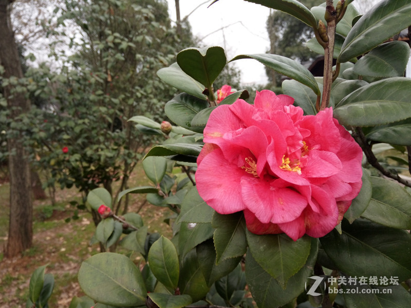 #够快才畅快# 德智体美全面发展-VIVO X6使用体验谈（5.拍照体验）