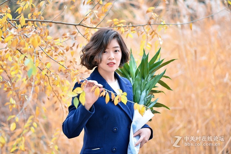 秋之色，奥森芦苇倩影