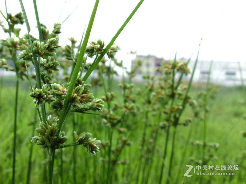 站在桥上看风景-C905