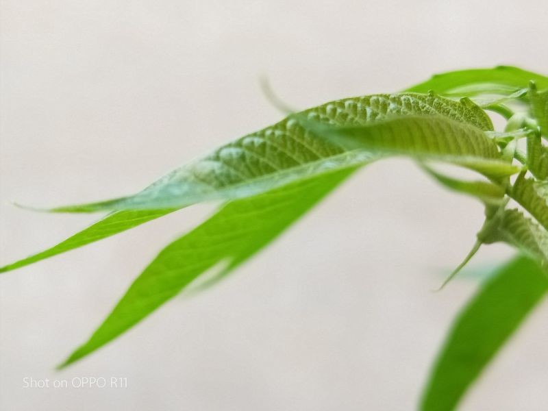 R11的夏日绿 #R11来了##植物日记##用手机记录生活#